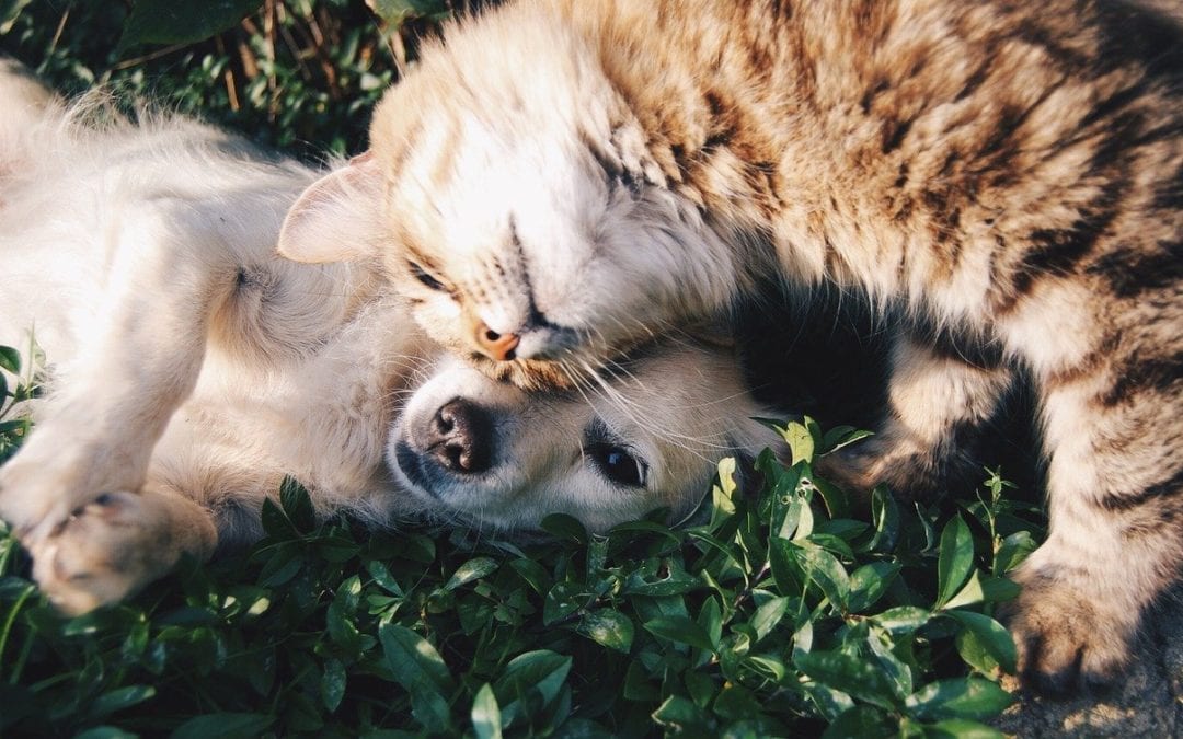 Does My Pet Need Pet Health Insurance?
